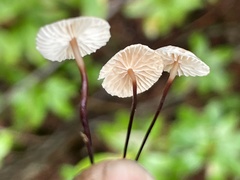 Pseudomarasmius pallidocephalus