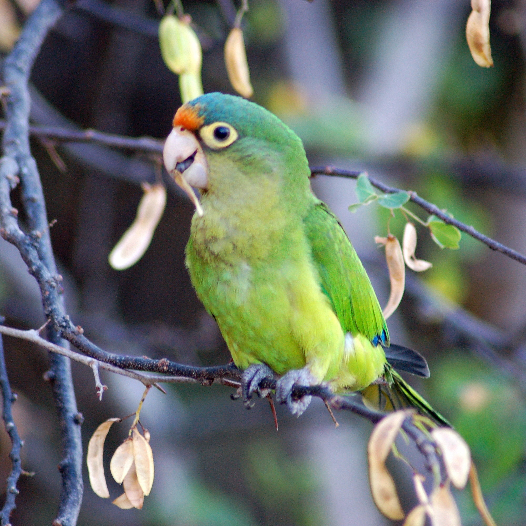 Pericos (género Eupsittula) · NaturaLista Colombia