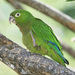 Olive-throated Parakeet - Photo (c) http://www.birdphotos.com, some rights reserved (CC BY)