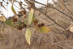 Verbesina sphaerocephala