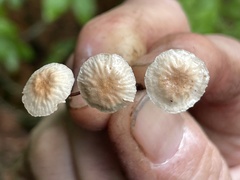 Pseudomarasmius pallidocephalus