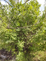 Bursera palmeri