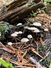 Pseudomarasmius pallidocephalus