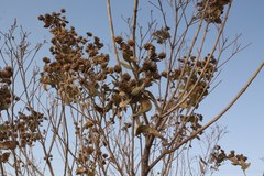 Verbesina sphaerocephala