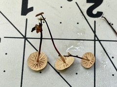 Pseudomarasmius pallidocephalus