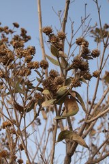 Verbesina sphaerocephala