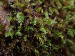 Mnium spinulosum