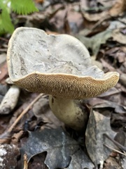 Sarcodon atroviridis