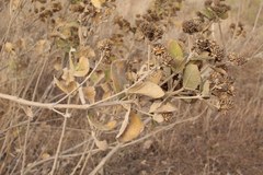 Verbesina sphaerocephala