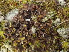 Peltigera extenuata