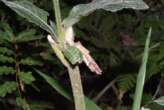 Clania neocaledonica