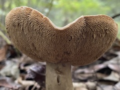 Sarcodon atroviridis