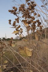 Verbesina sphaerocephala