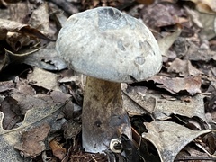 Sarcodon atroviridis