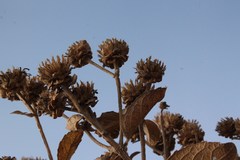 Verbesina sphaerocephala