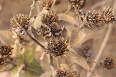 Verbesina sphaerocephala