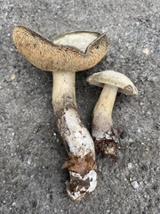 Sarcodon atroviridis