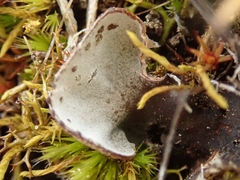 Peltigera extenuata
