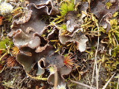Peltigera extenuata