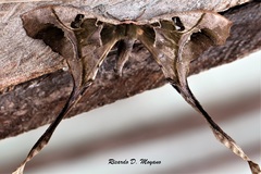 Copiopteryx sonthonnaxi