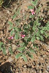 Indigofera alternans