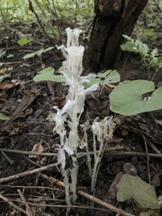 Monotropa uniflora