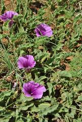 Ipomoea oblongata