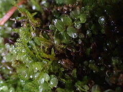 Plagiomnium rostratum