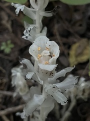 Monotropa uniflora
