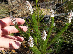 Spatalla mollis