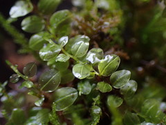 Plagiomnium rostratum