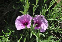 Ipomoea oenotheroides