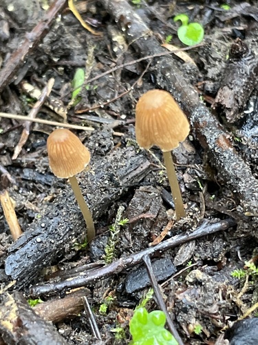 Parasola aporos · iNaturalist