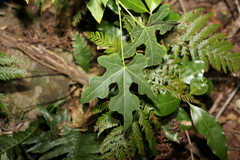 Brachychiton discolor
