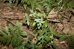 Brachychiton discolor