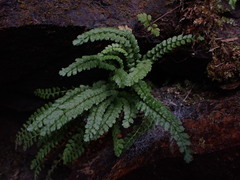 Asplenium viride image