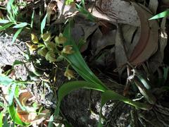 Polystachya sandersonii