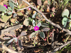Cistanthe maritima
