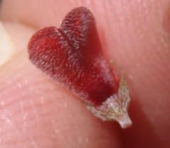 Indigofera leptocarpa