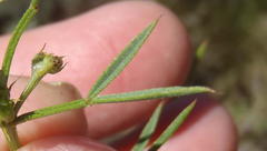 Indigofera leptocarpa