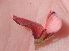 Indigofera leptocarpa