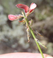Indigofera leptocarpa