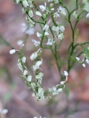 Polygonella articulata