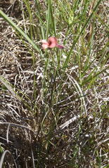 Indigofera leptocarpa