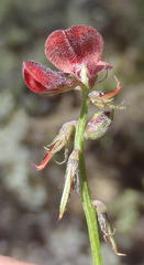 Indigofera leptocarpa