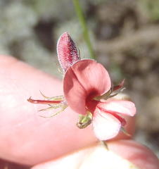 Indigofera leptocarpa