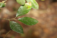 Solanum corifolium