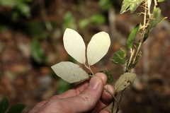 Solanum corifolium