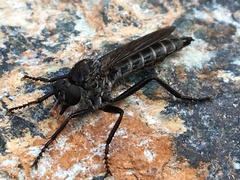 Rhadiurgus variabilis