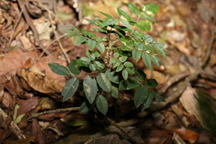 Derris involuta